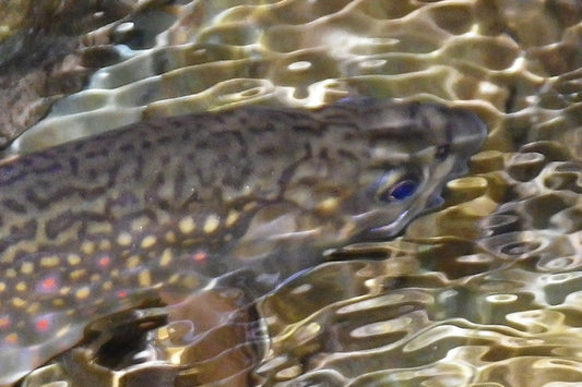 Trout Streams Fly Fishing Report - August 5, 2026