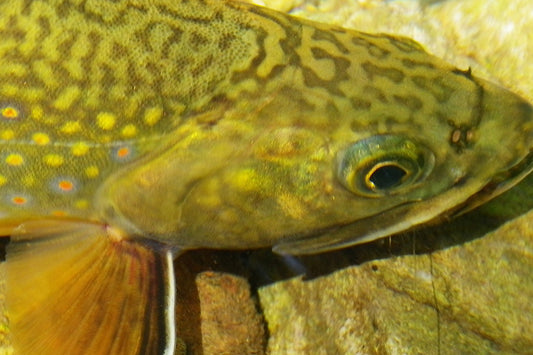 Mountain Trout Streams Fly Fishing Report - August 28, 2025