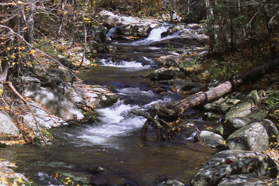 Trout Streams Fly Fishing Report - September 24, 2025