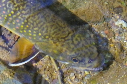 Brook Trout Streams Fly Fishing Report - August 20, 2025