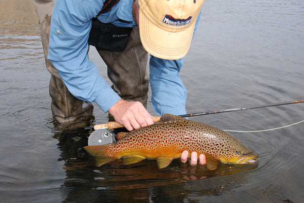 Delayed Harvest and Stocked Trout Streams Fly Fishing Report- November 14, 2017