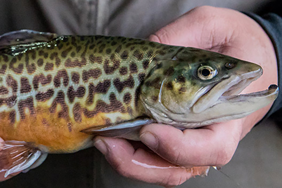 Trout Streams Fly Fishing Report - February 1, 2024
