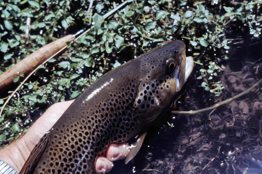 Stocked Trout Streams Fly Fishing Report - October 8, 2025