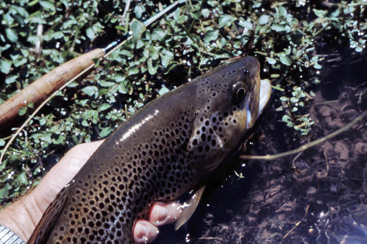 Stocked Trout Streams Fly Fishing Report - October 8, 2025