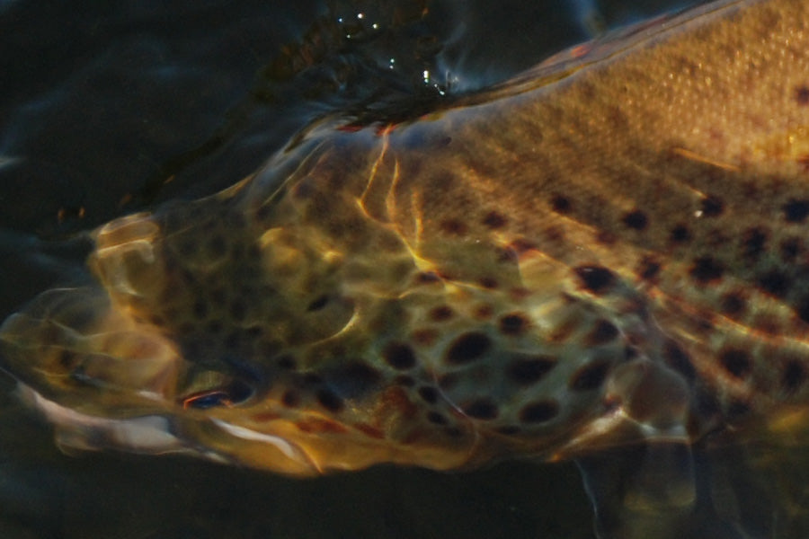 Trout Streams Fly Fishing Report - November 20, 2025
