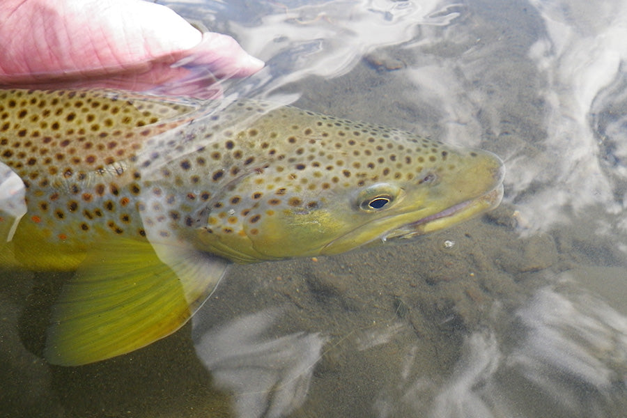 Trout Streams Fly Fishing Report - December 17, 2025