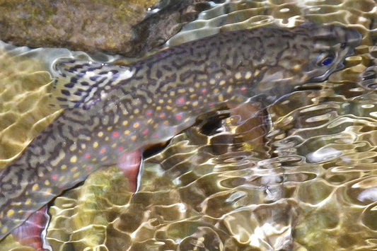 Trout Streams Fly Fishing Report - July 24, 2025