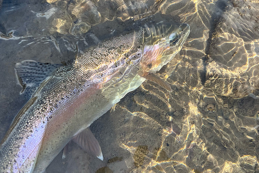 Trout Streams Fly Fishing Report - January 12, 2023