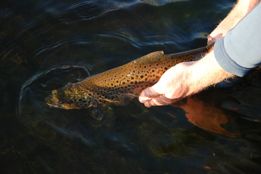 Trout Streams Fly Fishing Report - January 18, 2023