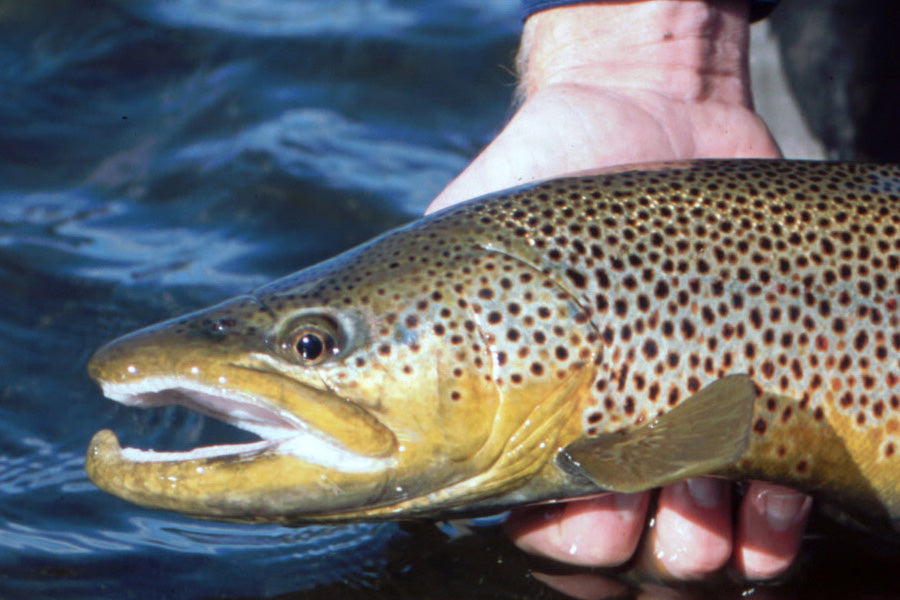 Trout Streams Fly Fishing Report - February 8, 2023