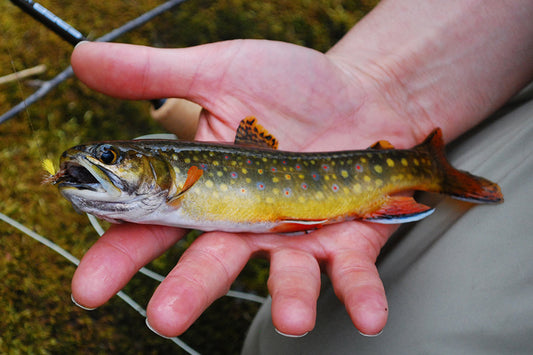 Trout Streams Fly Fishing Report - Update March 25, 2023