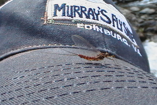 Trout Streams Fly Fishing Report - April 5, 2023