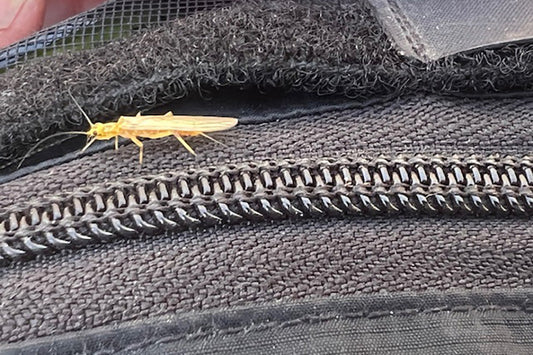 Trout Streams Fly Fishing Report - April 16, 2025