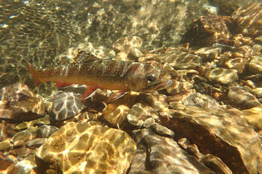 Mountain Trout Streams Fly Fishing Report - May 31, 2023