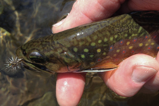 Mountain Trout Streams Fly Fishing Report - June 28, 2023