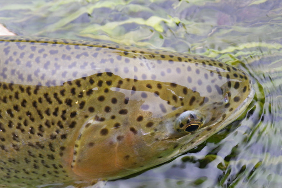 Trout Streams Fly Fishing Report - July 6, 2022