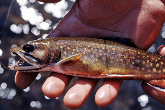 Mountain Trout Streams Fly Fishing Report - July 6, 2023