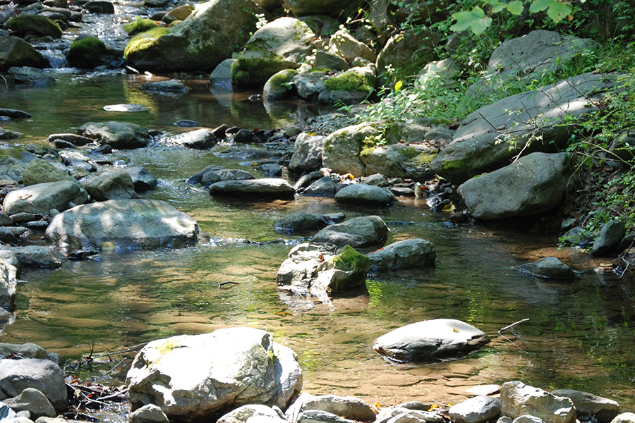 Mountain Trout Streams Fly Fishing Report - August 31, 2022