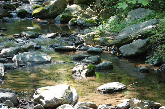 Mountain Trout Streams Fly Fishing Report - August 31, 2022