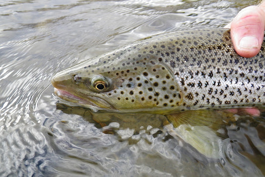 Trout Streams Fly Fishing Report - December 7, 2022