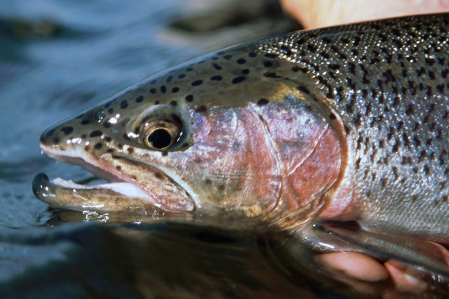 Trout Streams Fly Fishing Report - December 14, 2022