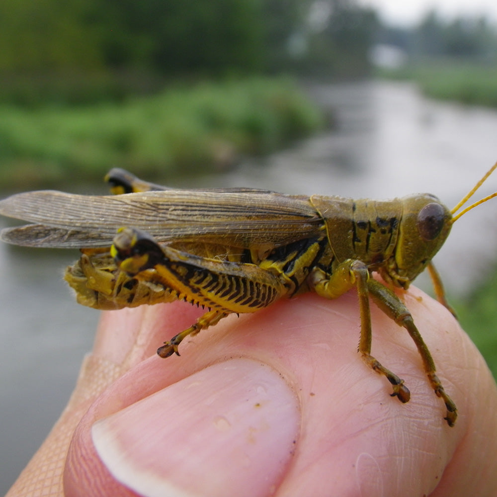 Ants, Beetles, Hoppers