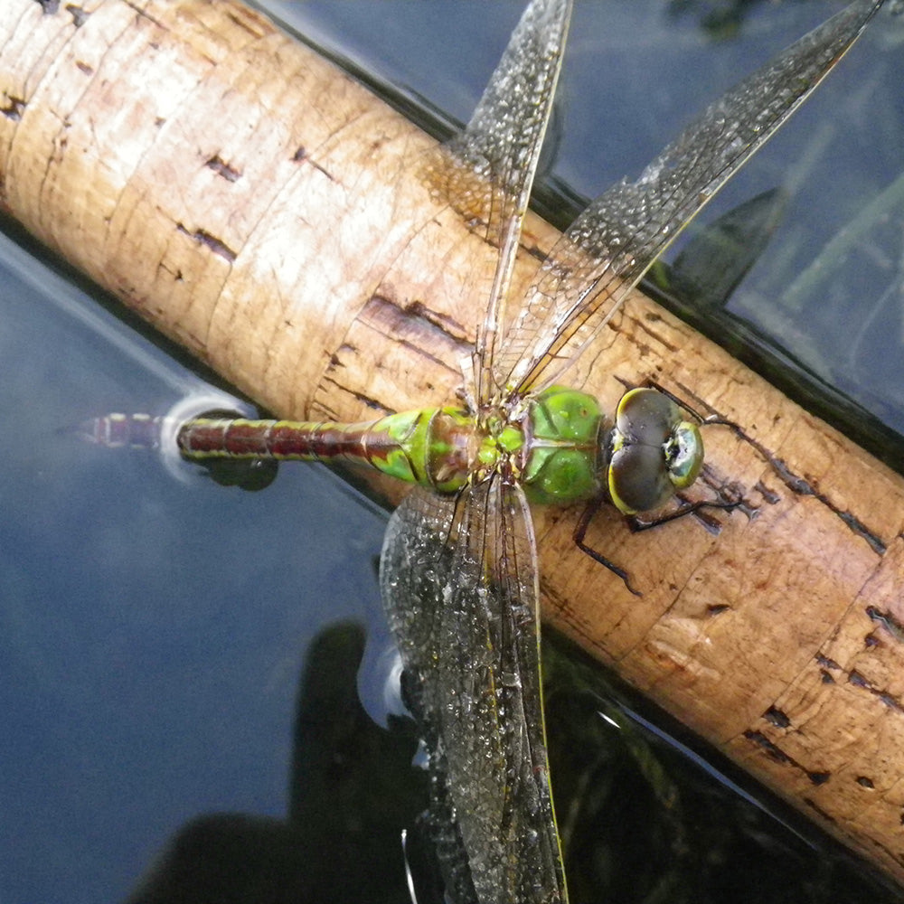 Damselfly & Dragonfly