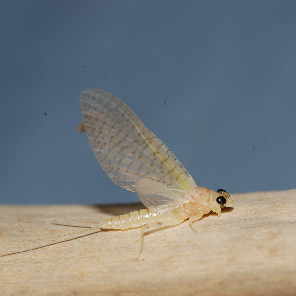 Mayfly