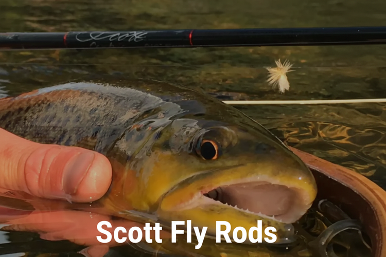 Angler holding a trout streamside with a Scott fly rod and dry fly — Scott Fly Rods at Murray's Fly Shop