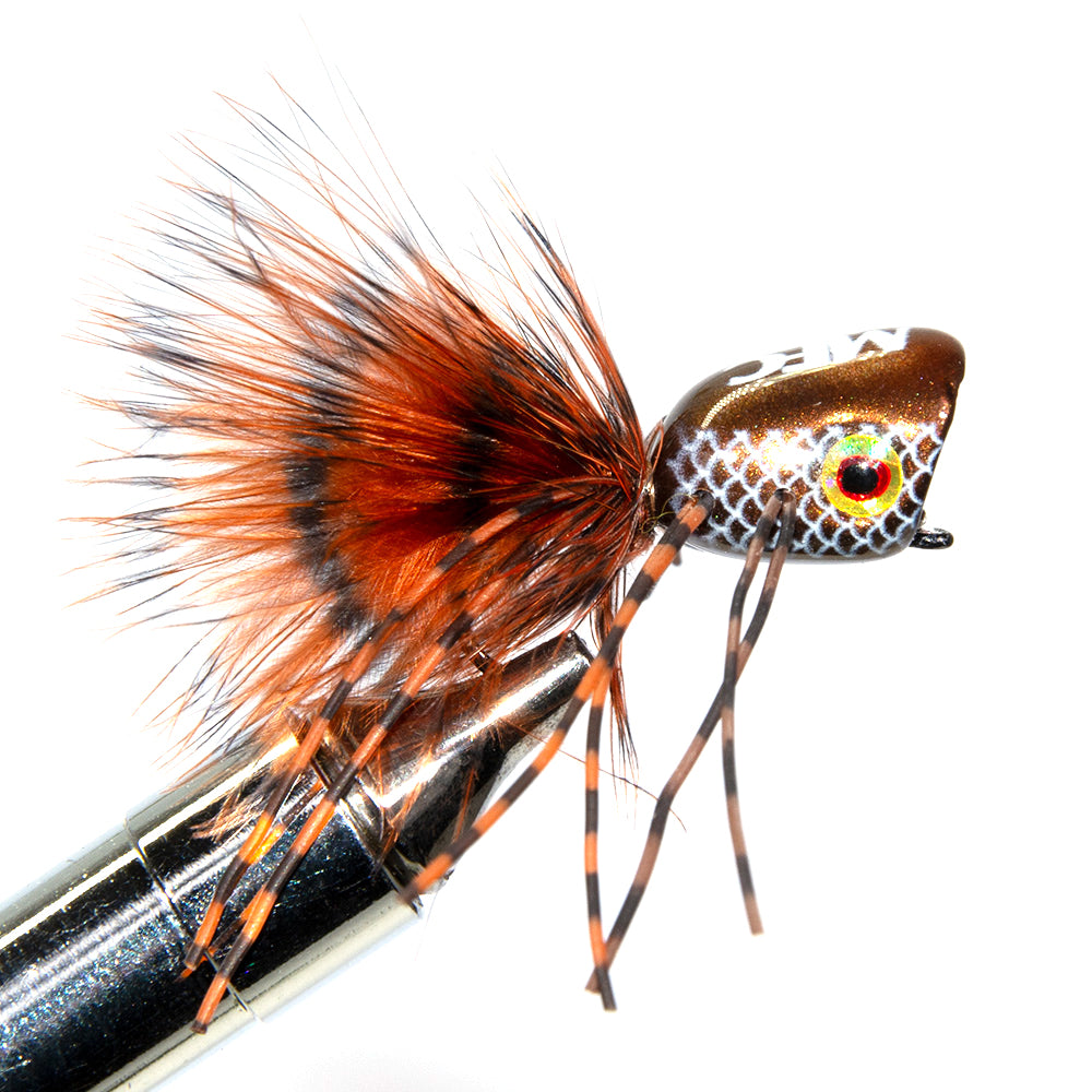 Closeup view of a Bronze Bombshell Popping Bug in a fly tying vise on a white background.  This popper is for fly fishing to smallmouth bass, largemouth bass, perch and panfish