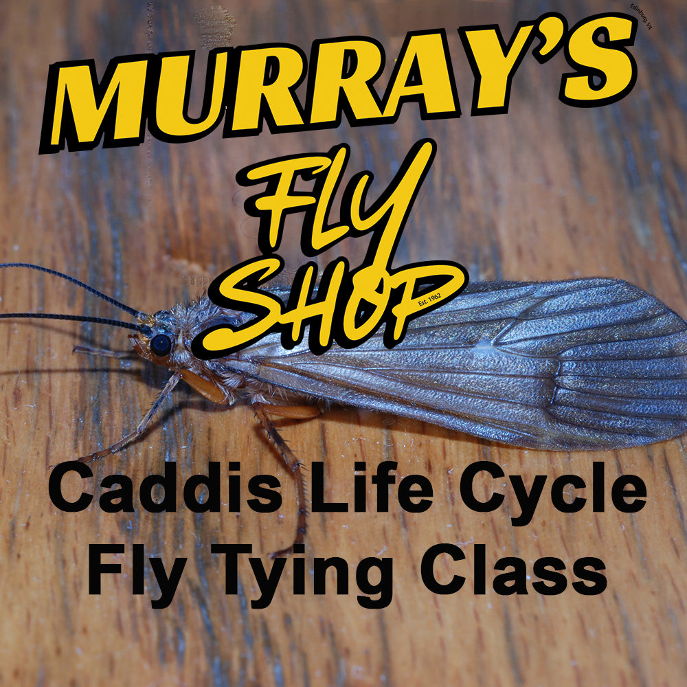 Caddis Fly on a wooden surface with 'Murray's Fly Shop' text overlay Murray's Fly Shop Caddis Life Cycle Fly Tying Class advertisement showing an adult caddis sitting on a piece of wood 