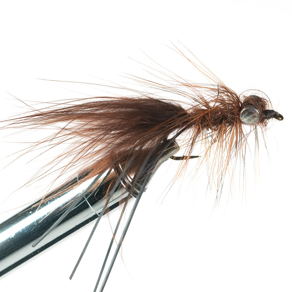 Murray's Carp Fly, Brown