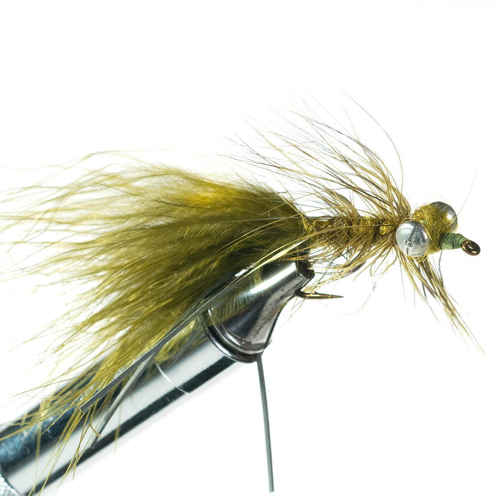 Murray's Carp Fly, Olive