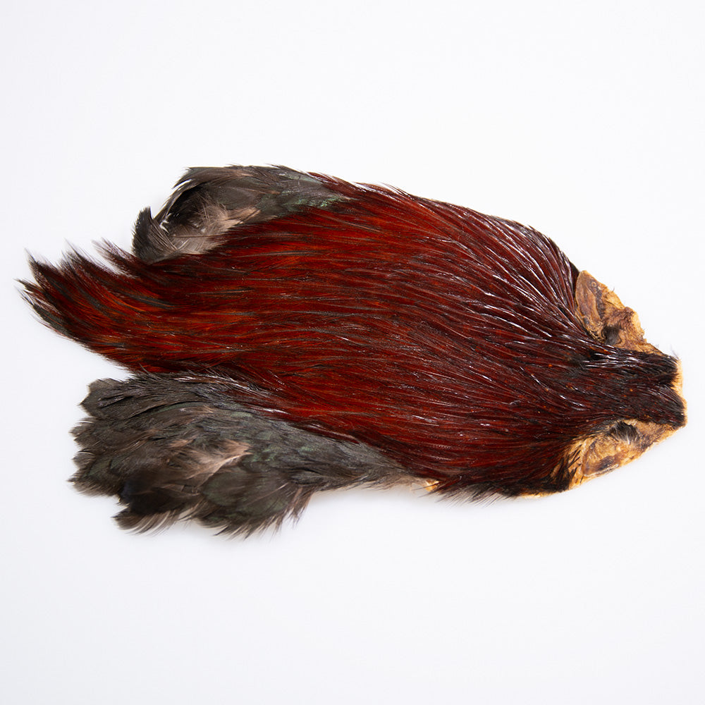 Indian Hackle Cape in Furnace color