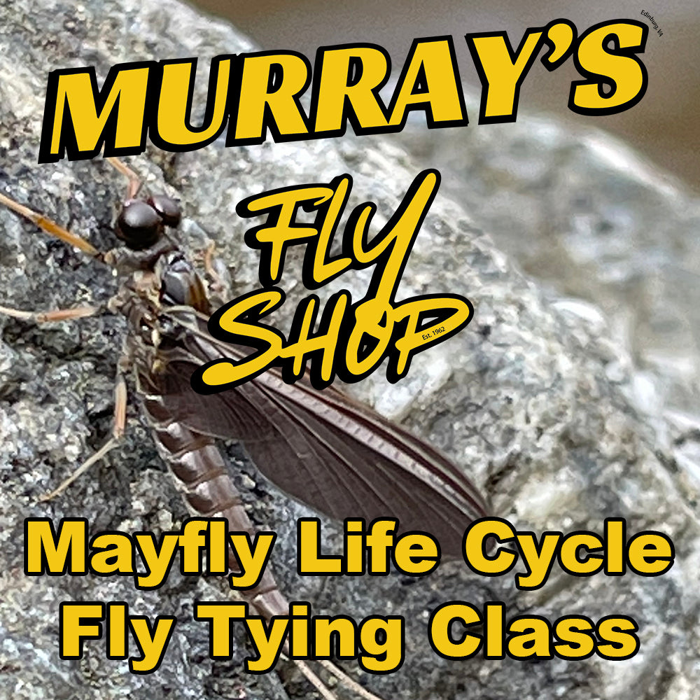 Quill Gordon Mayfly on a rock with 'Murray's Fly Shop' text overlay for a fly tying class.
