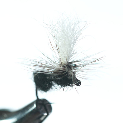 Parachute Black Ant