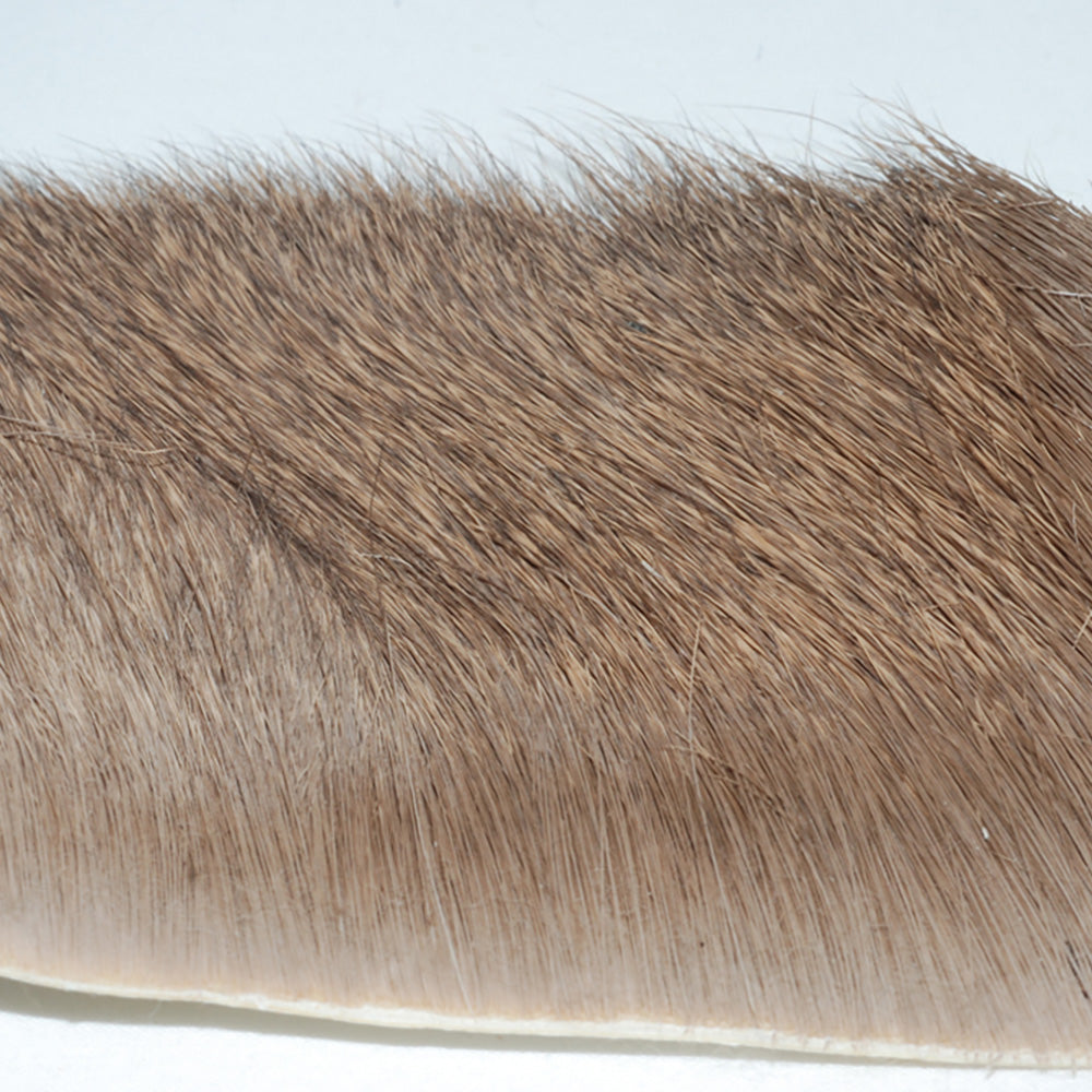 Yearling Elk in Natural