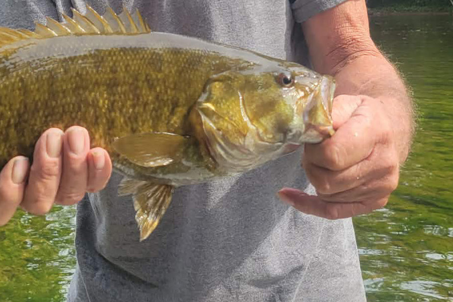 Smallmouth Bass caught in our On-the-Stream fly fishing school on the Shenandoah River in Virginia.