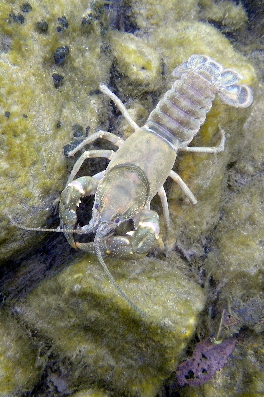 Crayfish on the bottom of a river crawling across the rocky bottom