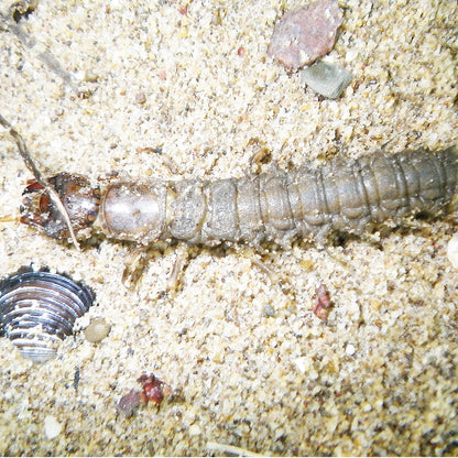 Natural dobsonfly larva on a stream bottom