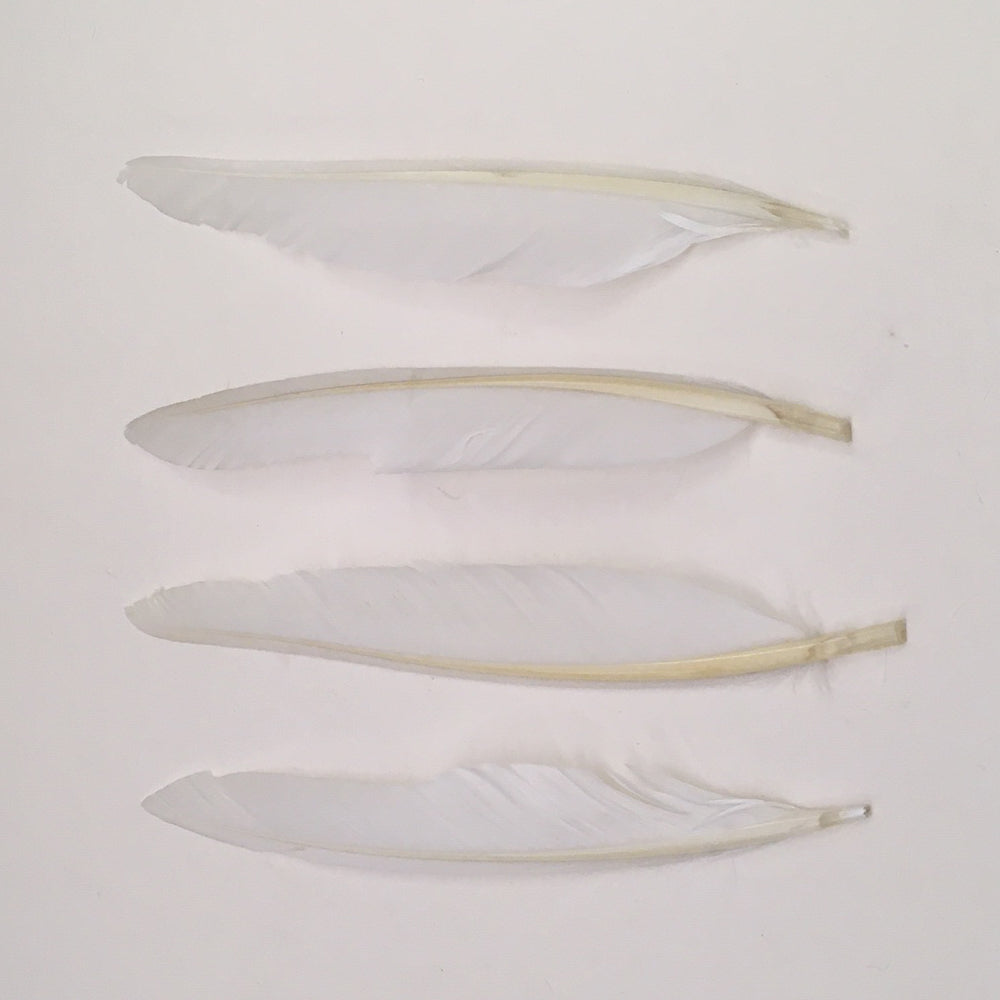 White Duck Quill fly tying feathers shown