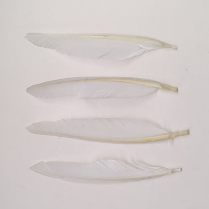 White Duck Quill fly tying feathers shown