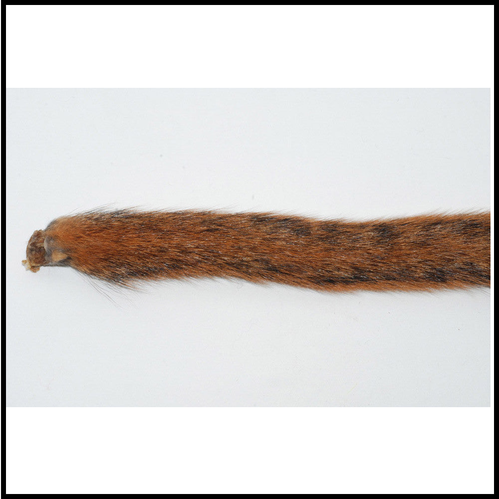 Squirrel Tail, Natural Fox