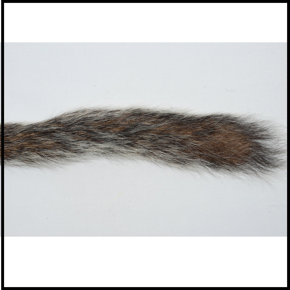 Squirrel Tail