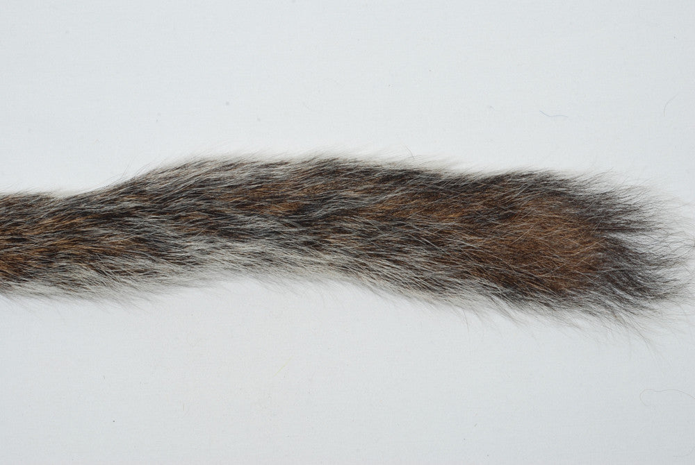Squirrel Tail Grey