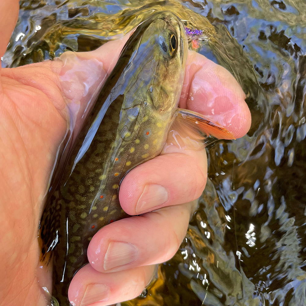 Native Virginia Brook Trout caught on public water in the George Washington National Forest