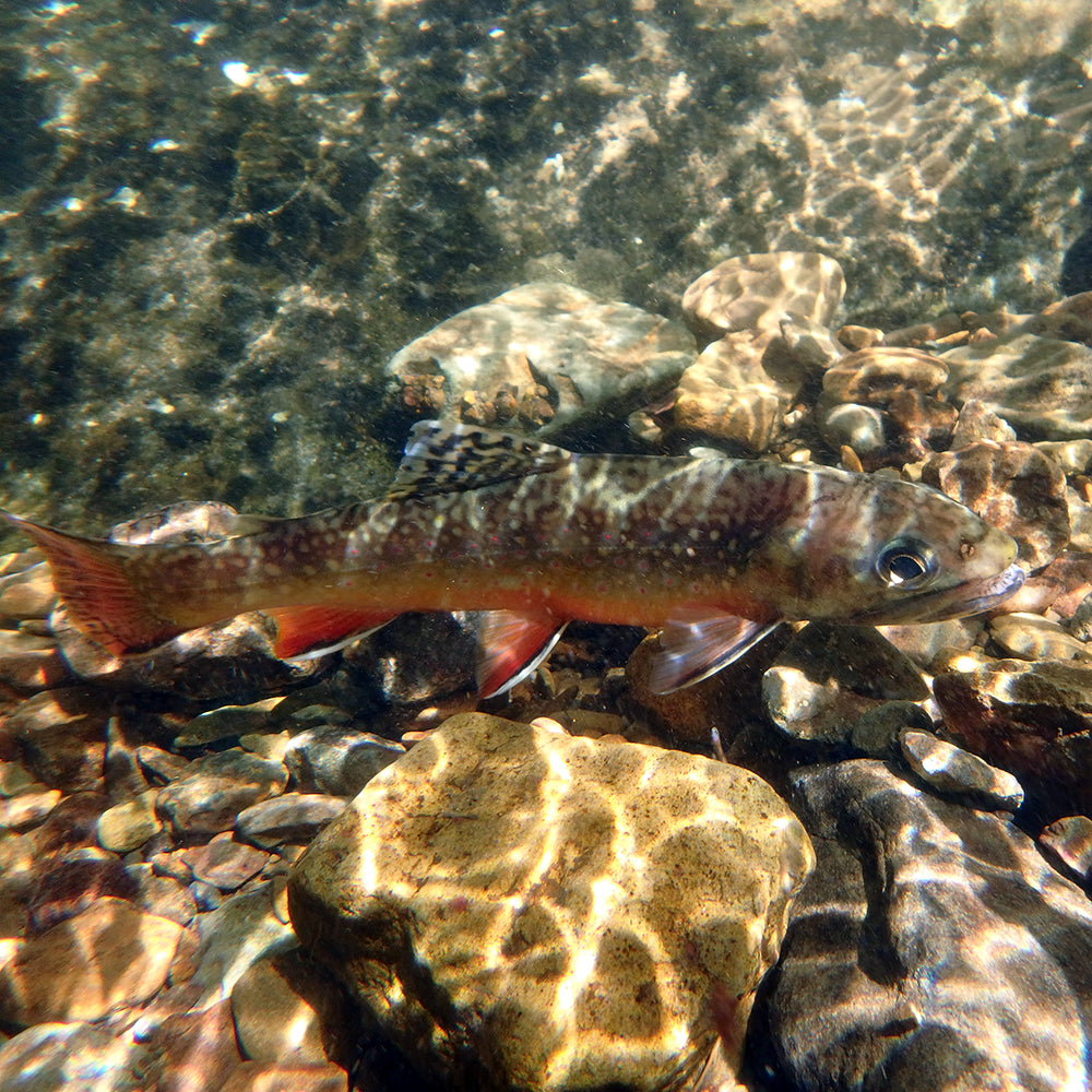 Learn to fly fish for native brook trout in our On-the-Stream Schools - pictured is a native brook trout underwater in a Virginia freestone stream