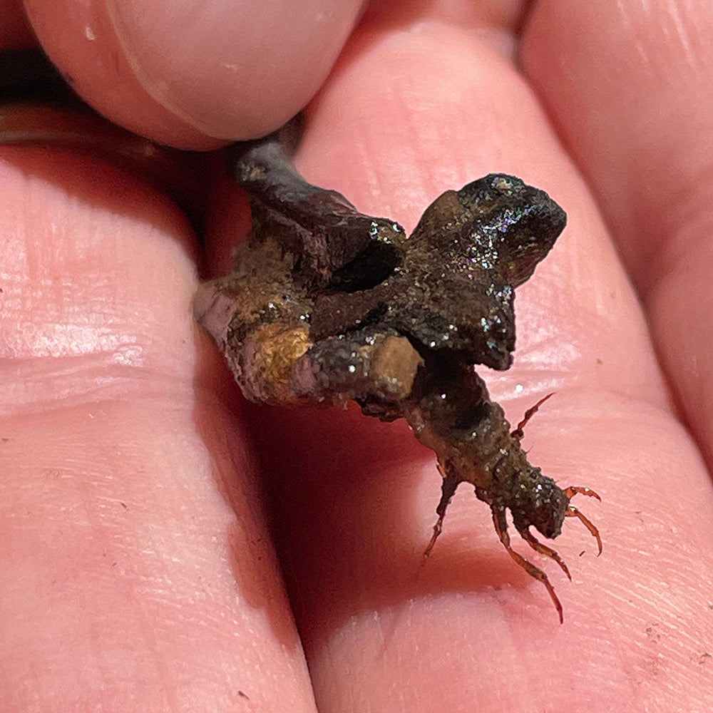 Caddisfly Larvae - commonly called "stick bait" - Learn what brook trout eat in our On-the-Stream Fly Fishing Schools - Murray's Fly Shop