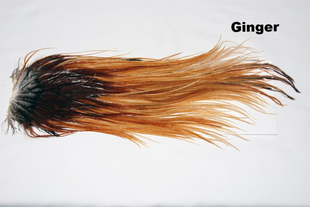 Ginger