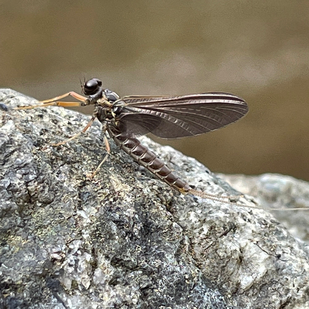 Quill Gordon Mayfly Dun - Trout Food - Murrays Fly Shop